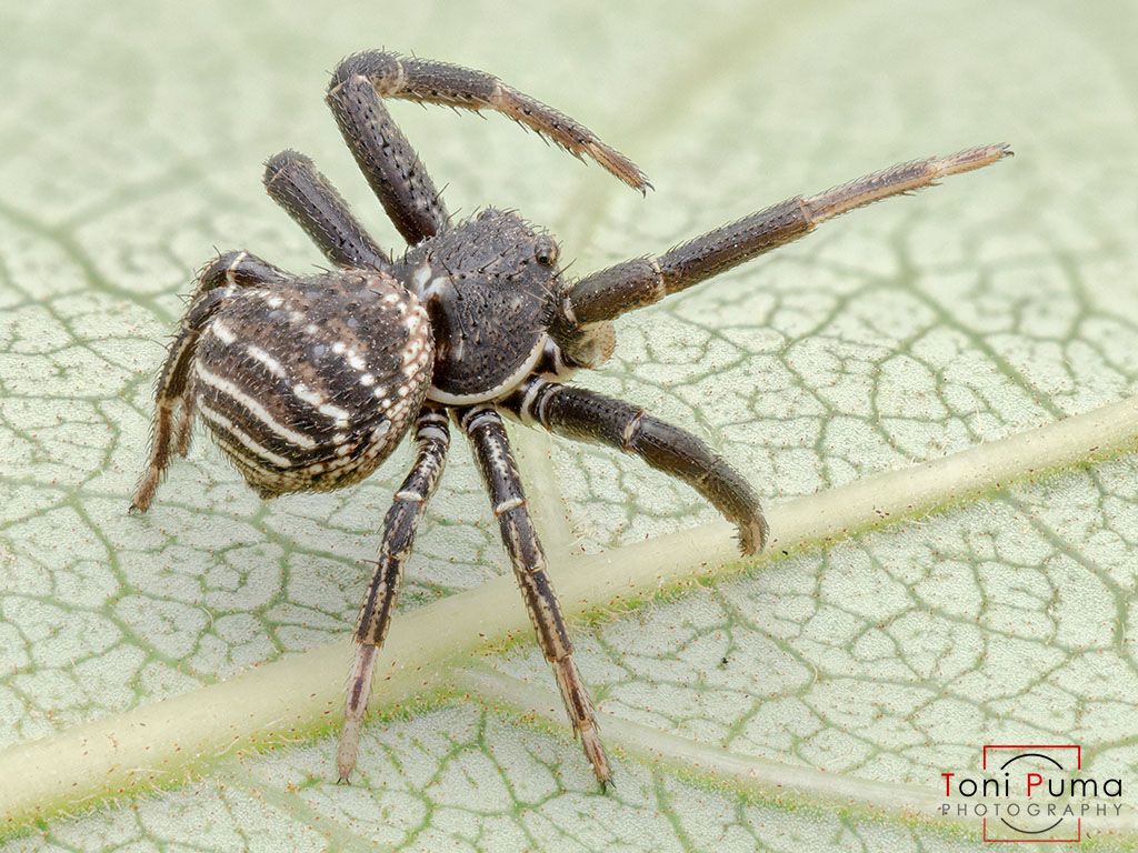 Thomisidae siciliano: Bassanioides bufo , maschio